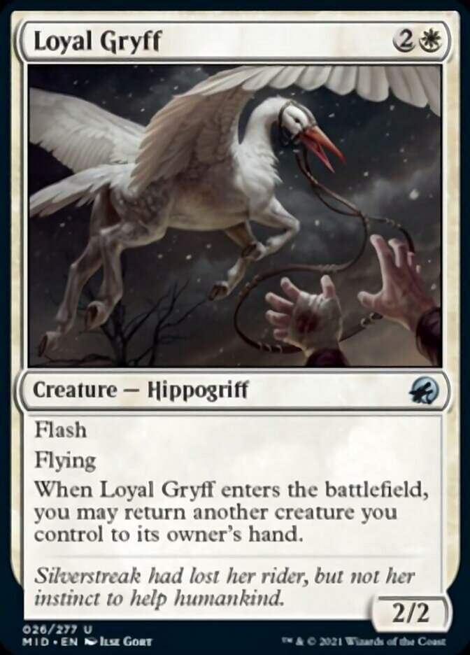 Loyal Gryff [Innistrad: Midnight Hunt] | Magic Magpie